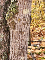 Lepraria finkii