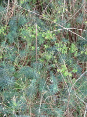 Euphorbia cyparissias