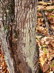 Lepraria finkii