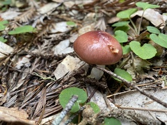 Gomphidius subroseus