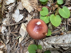 Gomphidius subroseus