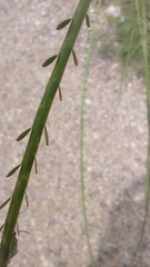 Parkinsonia aculeata