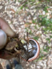 Gomphidius subroseus