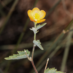 Abutilon parvulum