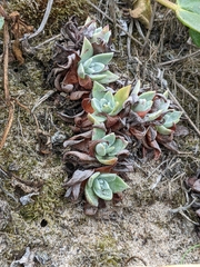Dudleya