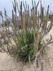 Plantago coronopus
