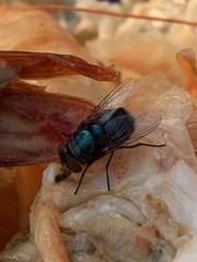 Chrysomyinae