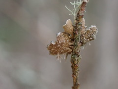 Lobariaceae