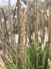 Plantago coronopus