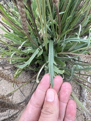 Plantago coronopus