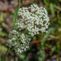 Perideridia parishii latifolia