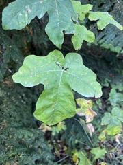 Acer macrophyllum