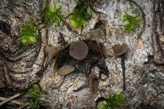 Ciboria rufofusca