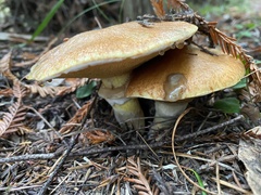 Suillus caerulescens