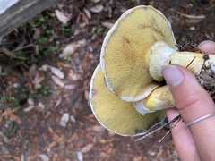Suillus caerulescens