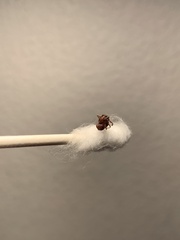 Pogonomyrmex subdentatus