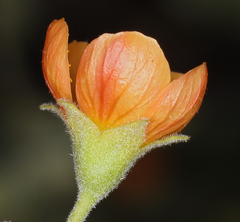 Abutilon parvulum