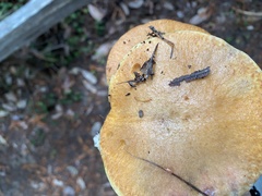 Suillus caerulescens