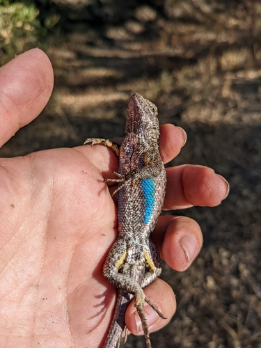 iNaturalist observation photo of Western Fence Lizard