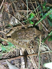 Limnonectes microdiscus