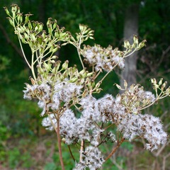 Arnoglossum atriplicifolium