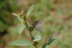 Parrhasius polibetes