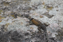 Sceloporus mucronatus