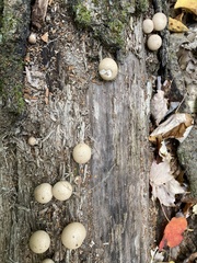 Apioperdon pyriforme