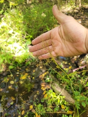 Thalictrum pubescens