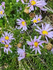 Olearia homolepis