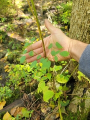 Thalictrum pubescens
