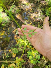 Thalictrum pubescens