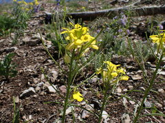 Erysimum asperum