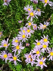 Olearia homolepis