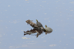 Trachemys hartwegi