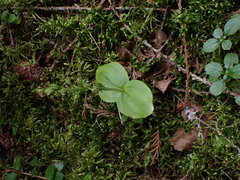 Neottia banksiana