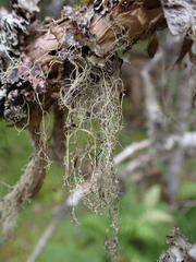 Ramalina thrausta