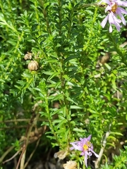 Olearia homolepis