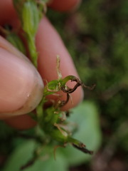Neottia banksiana