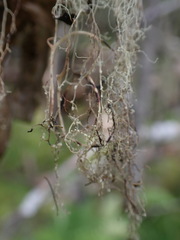 Ramalina thrausta