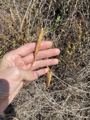 Calochortus plummerae