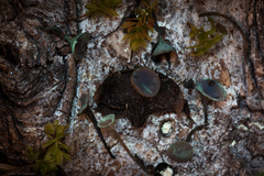 Ciboria rufofusca
