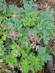 Dicentra eximia