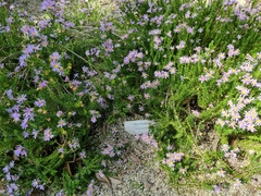 Olearia homolepis