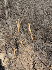 Calochortus plummerae