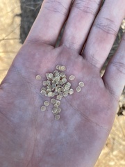 Calochortus plummerae
