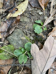 Packera obovata