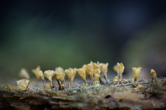 Hemitrichia calyculata