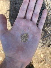 Calochortus plummerae