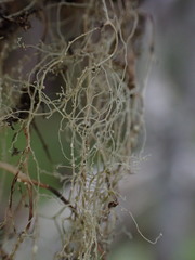Ramalina thrausta